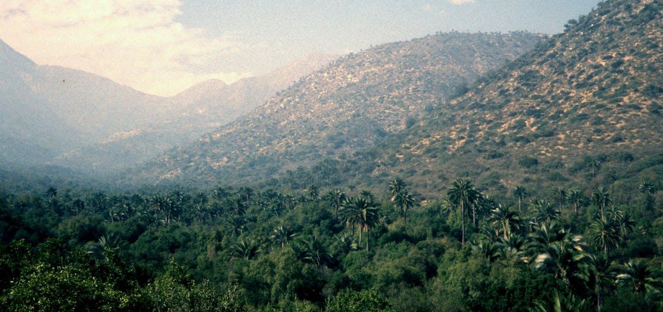 Chilean Matorral | One Earth